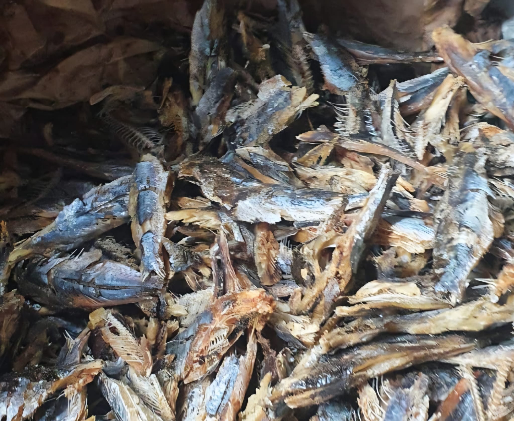 Smoked Bonga Fish